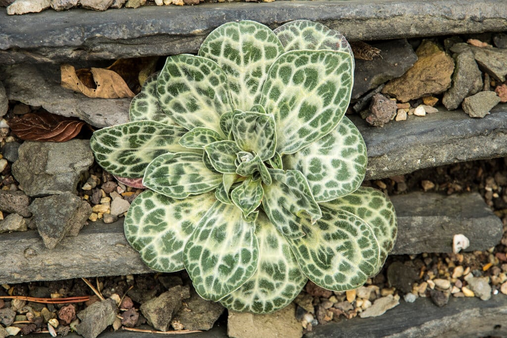 variegated statice
