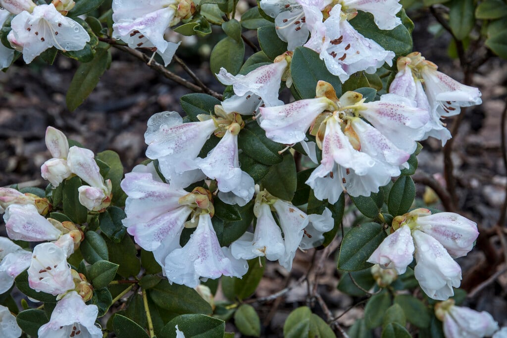 Moupin rhododendron