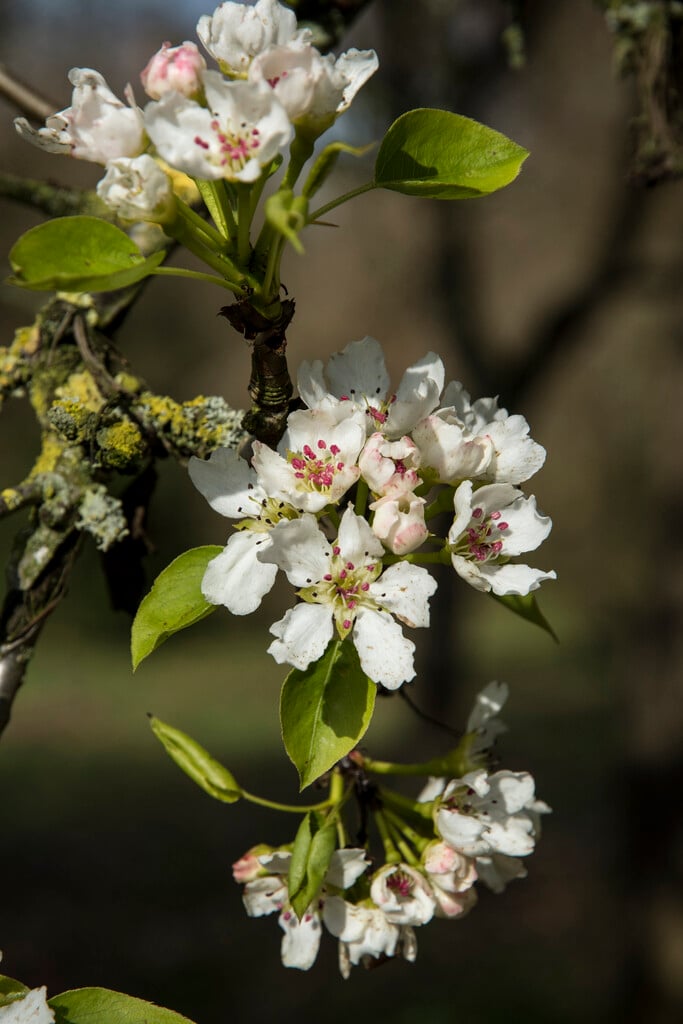 Chinese Asian pear