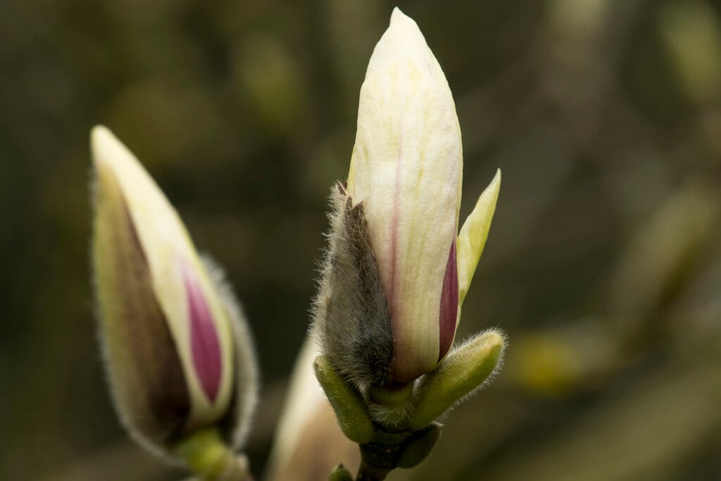 <i>Magnolia</i> × <i>soulangeana</i> 'Superba'