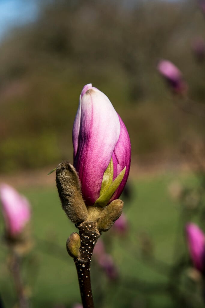 magnolia 'Ricki'