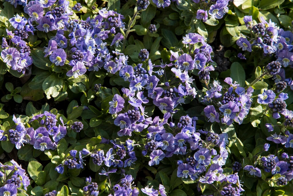 <i>Veronica</i> <i>gentianoides</i> minor