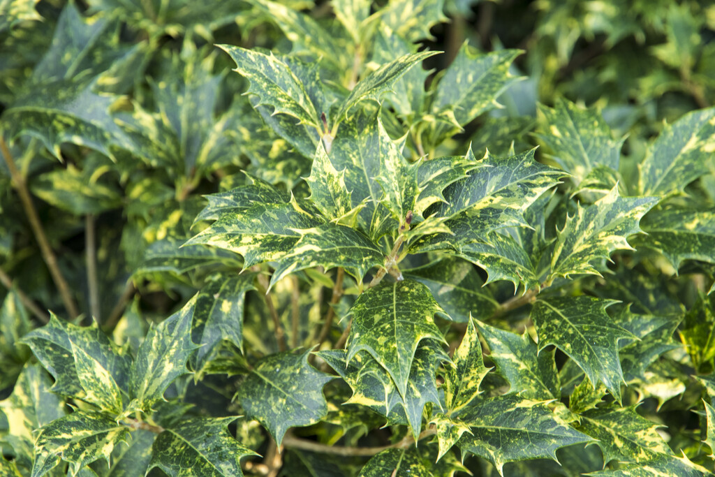 holly olive 'Goshiki'