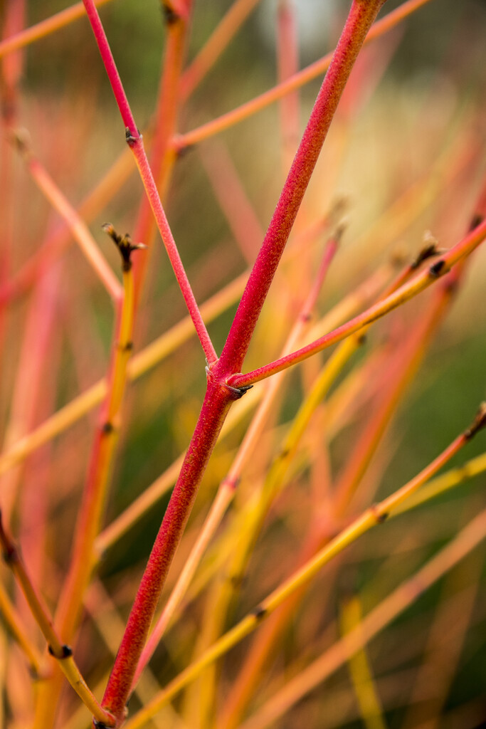 dogwood 'Winter Beauty'