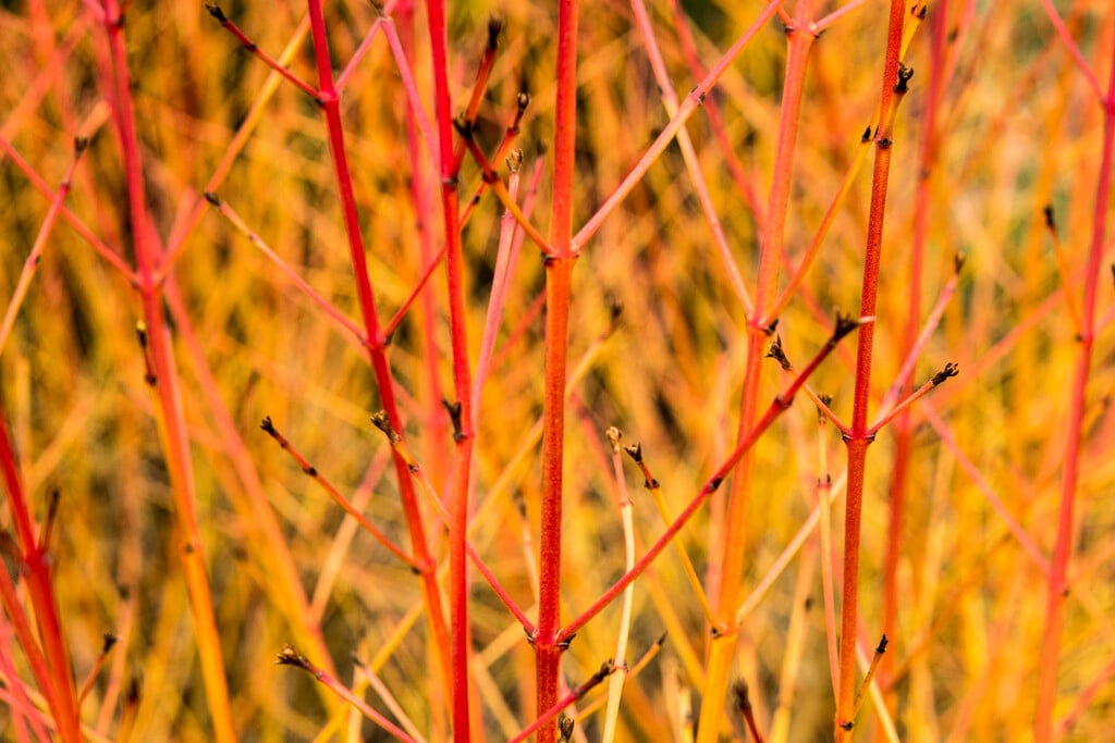 dogwood 'Winter Beauty'