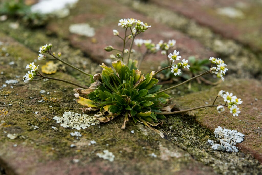 common nailwort