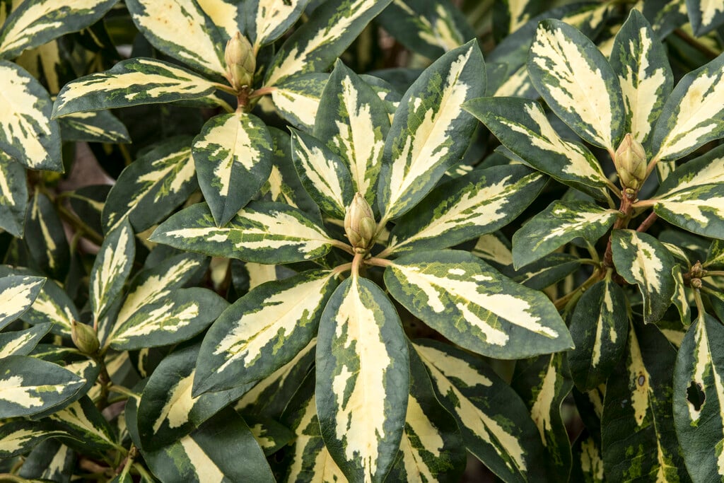 rhododendron 'Blattgold'