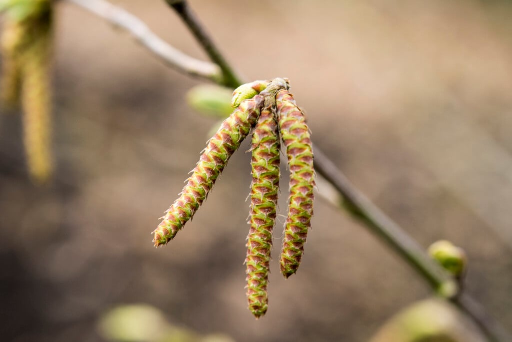 hop hornbeam