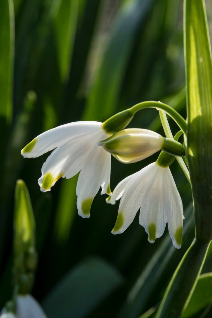 summer snowflake