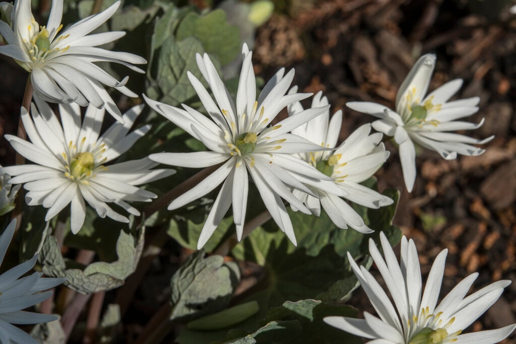 <i>Sanguinaria</i> <i>canadensis</i> 'Star'