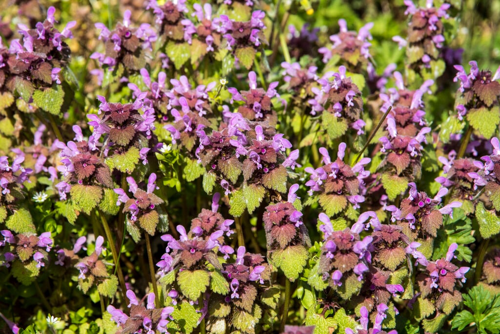 red deadnettle