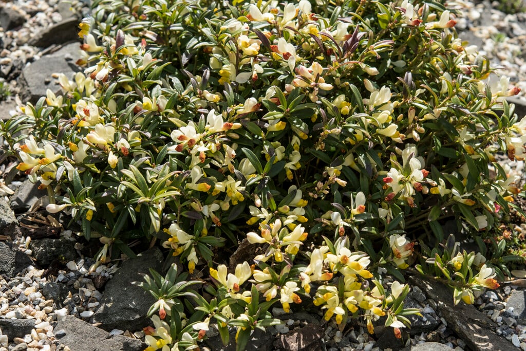 bpx-leaved milkwort 'Kamniski'