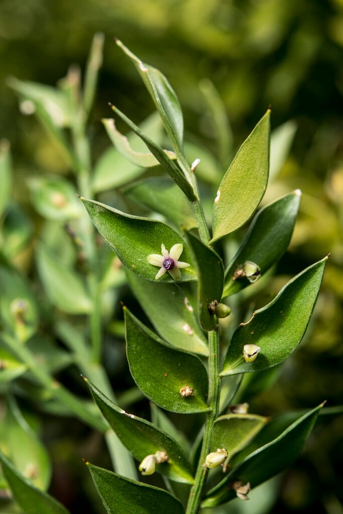 butcher's broom