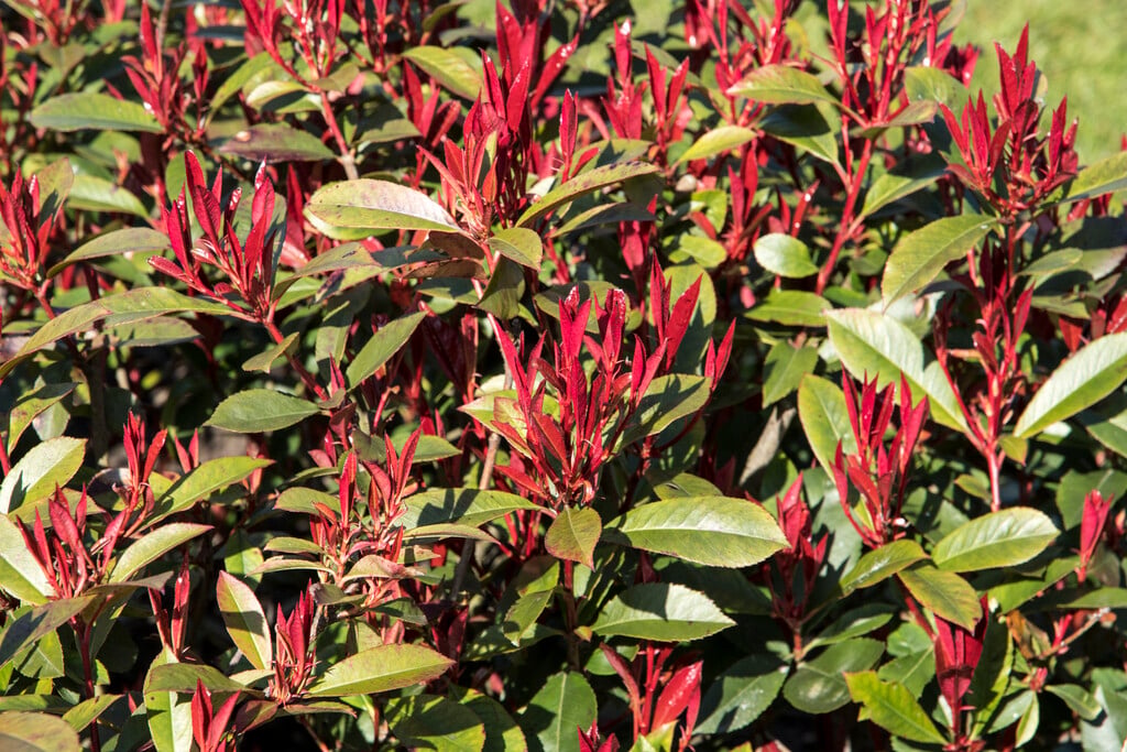 Christmas berry 'Carré Rouge'