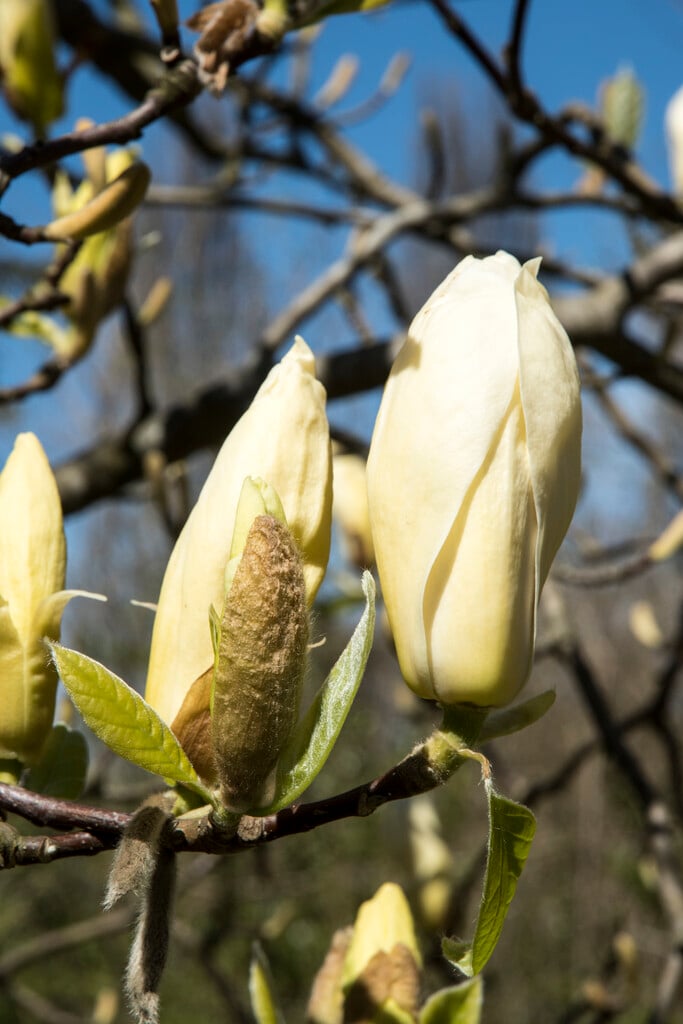 magnolia 'Sundance'