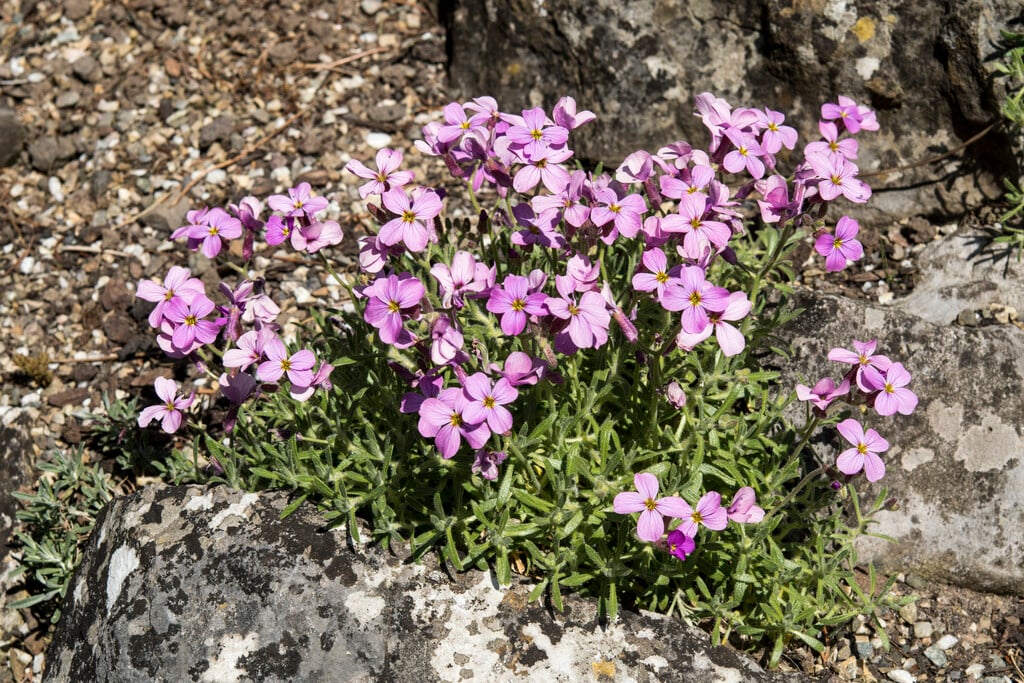 <em>Aubrieta</em> <em>pinardii</em>