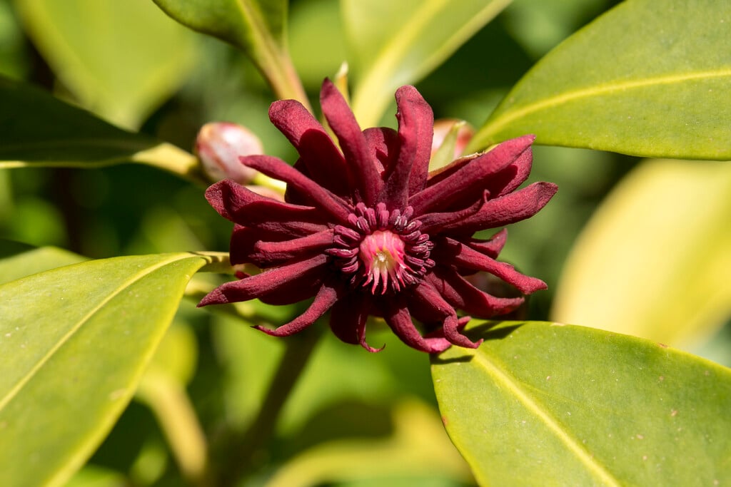 Henry's anise tree