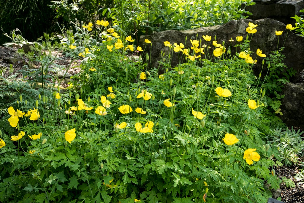 Meconopsis Cambrica Welsh Poppy Herbaceous Perennial RHS Gardening   Vaem13180 