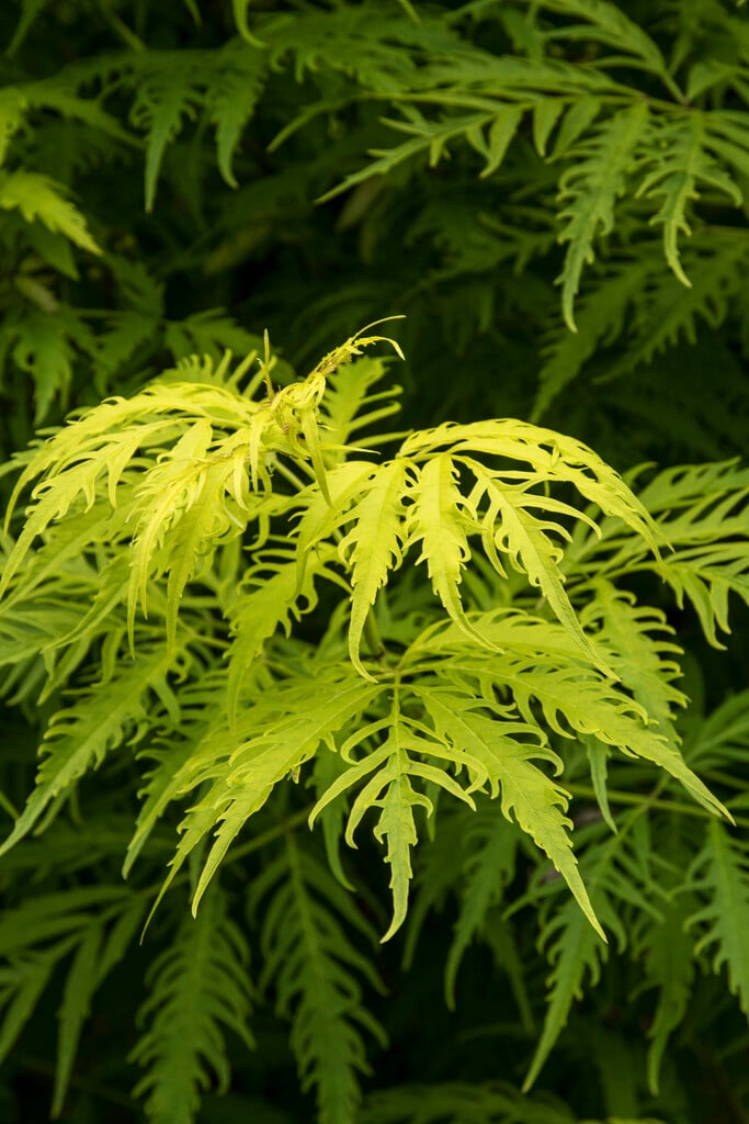 European red elder 'Plumosa Aurea'