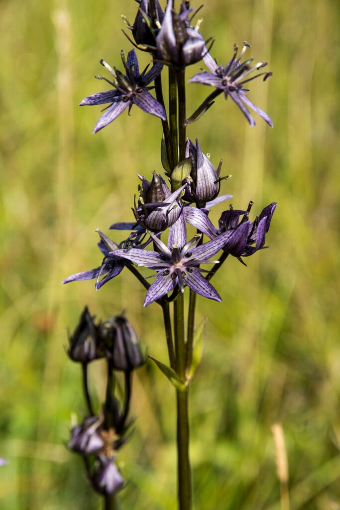 marsh felwort