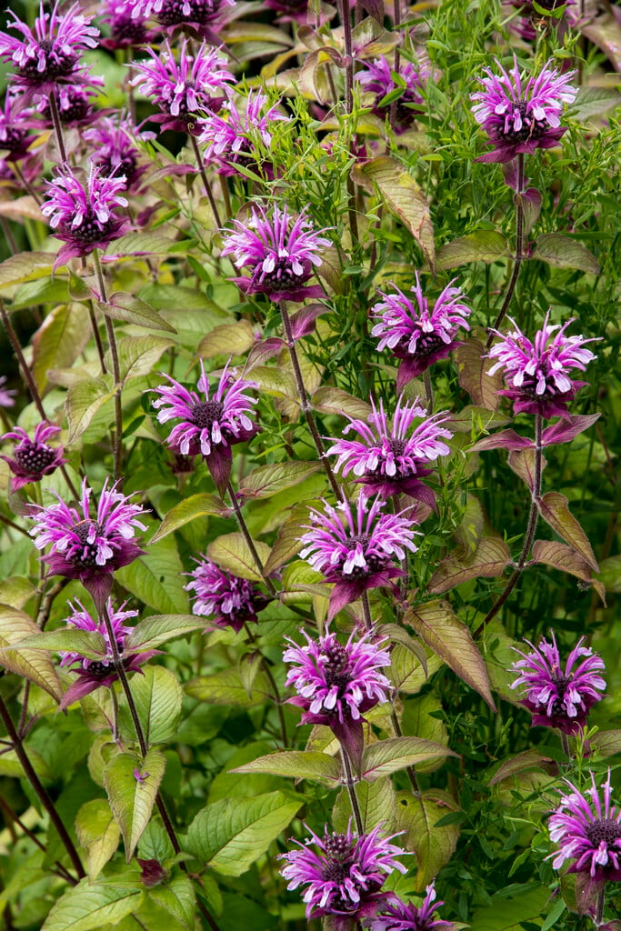 bergamot
