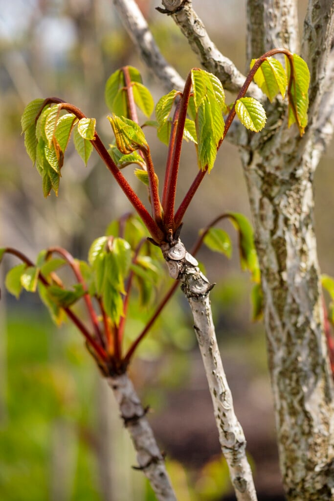<i>Meliosma</i> <i>veitchiorum</i>
