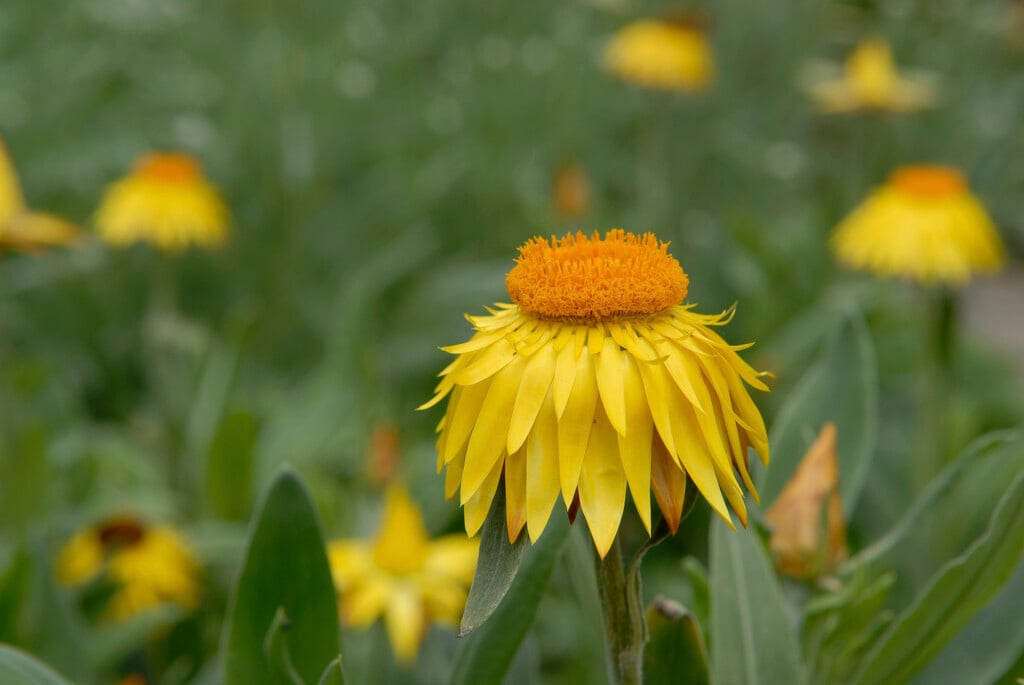 <i>Xerochrysum</i> <i>bracteatum</i> 'Dargan Hill Monarch'