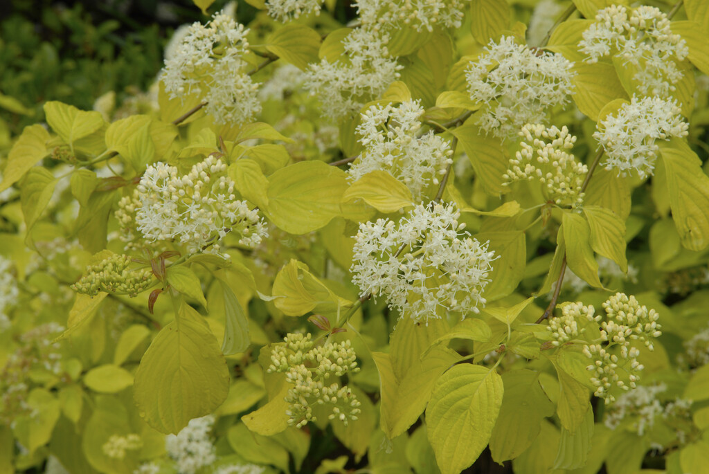 golden Tartarean dogwood