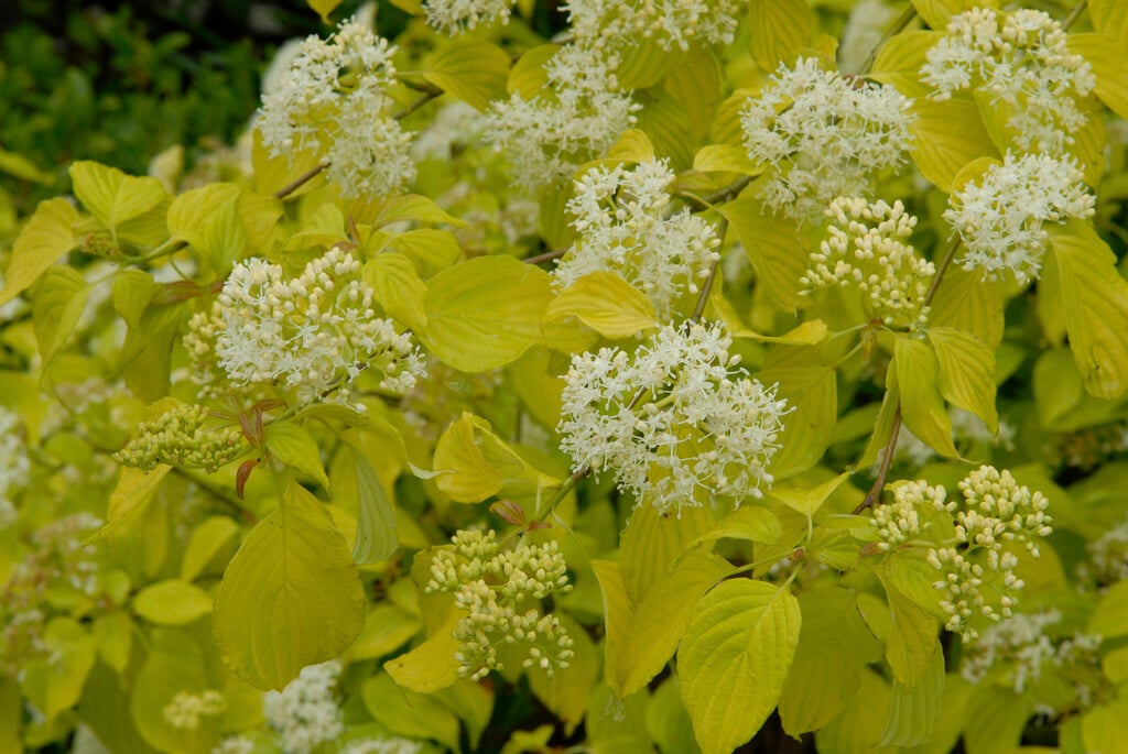 golden Tartarean dogwood