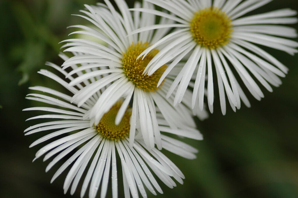 <em>Erigeron</em> 'Sommerneuschnee'