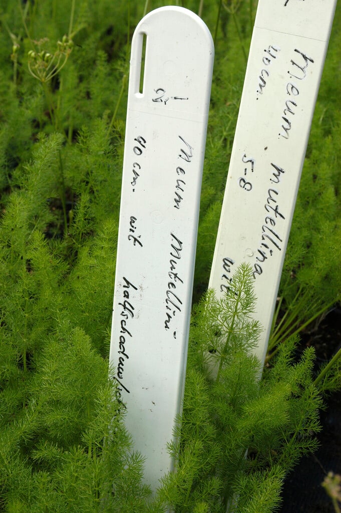 alpine lovage