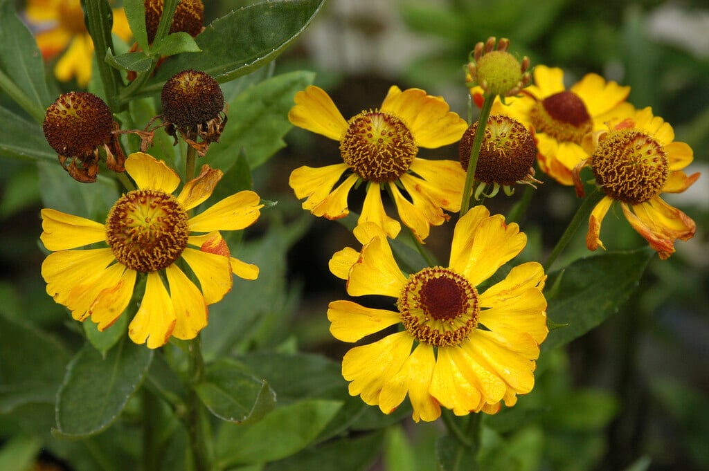 sneezeweed 'Rauchtopas'