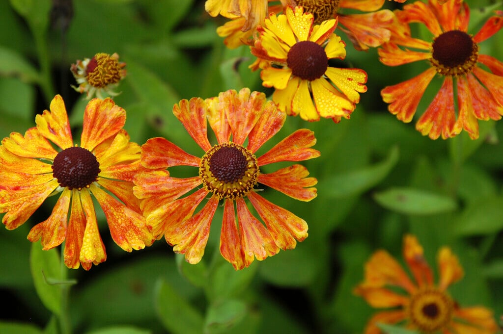 <i>Helenium</i> 'Kupfersprudel'
