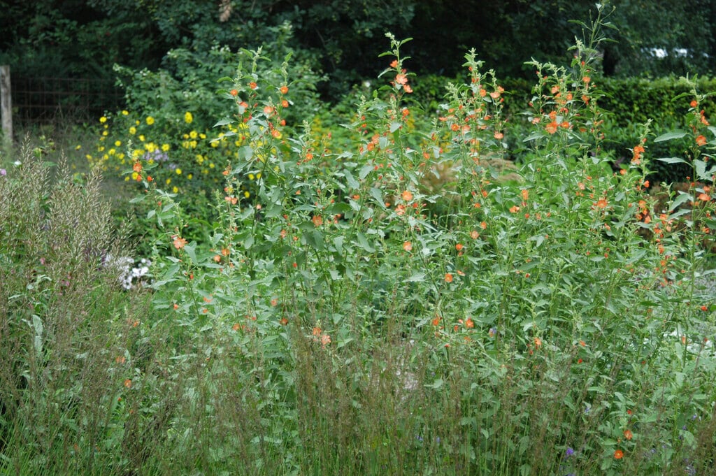 <em>Sphaeralcea</em> <em>incana</em>