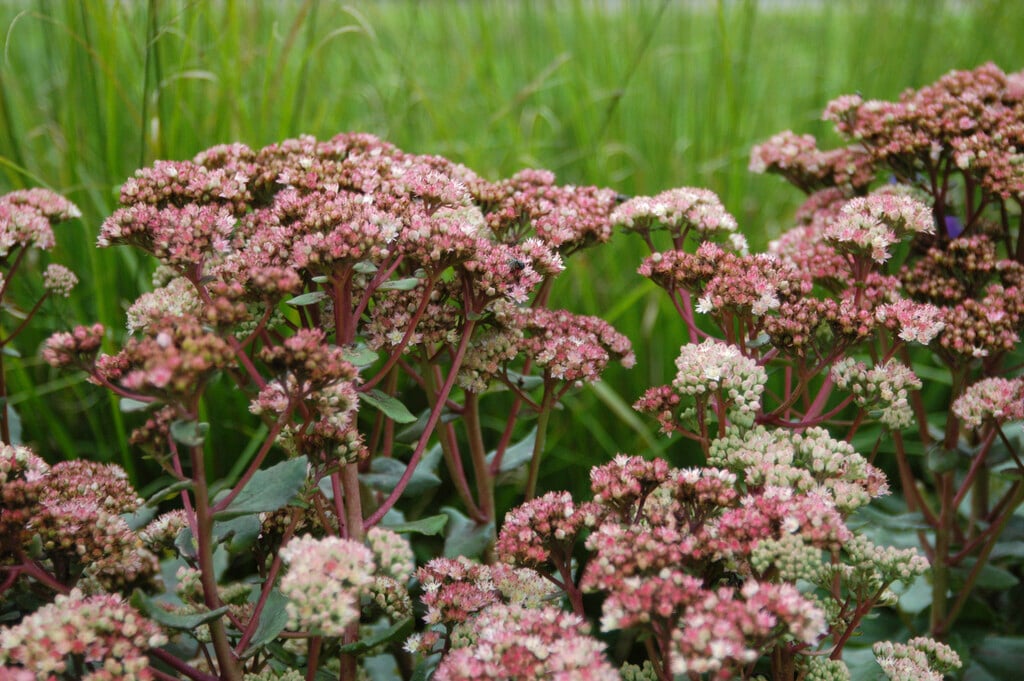 stonecrop 'Stewed Rhubarb Mountain'