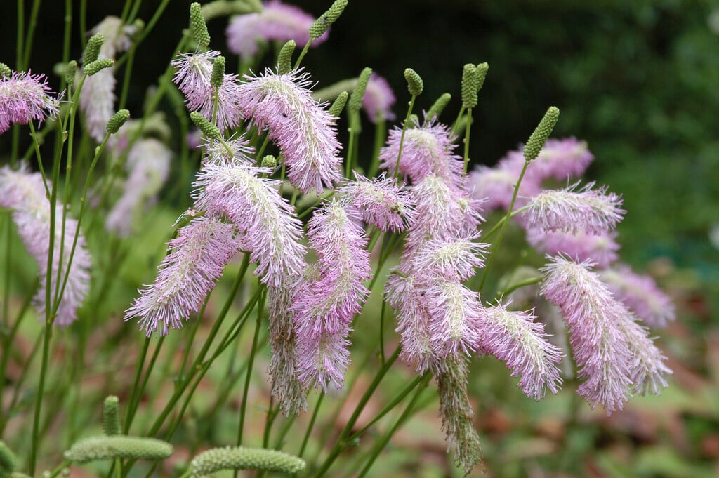 burnet 'Pink Brushes'