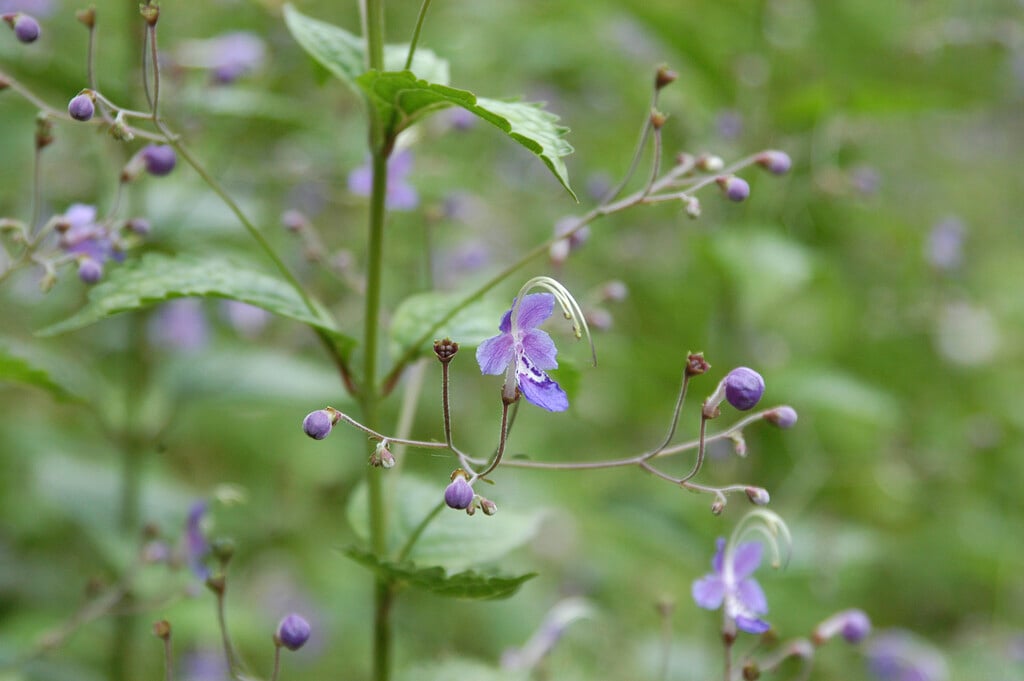 <i>Tripora</i> <i>divaricata</i>