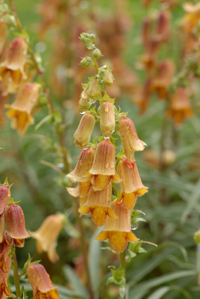 foxglove 'Dusky Maid'