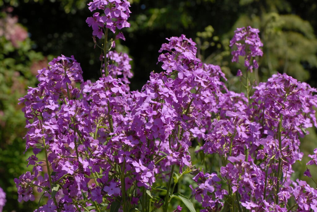 Hesperis matronalis