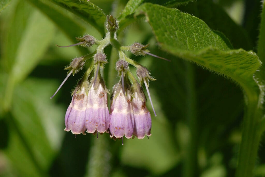 Russian comfrey