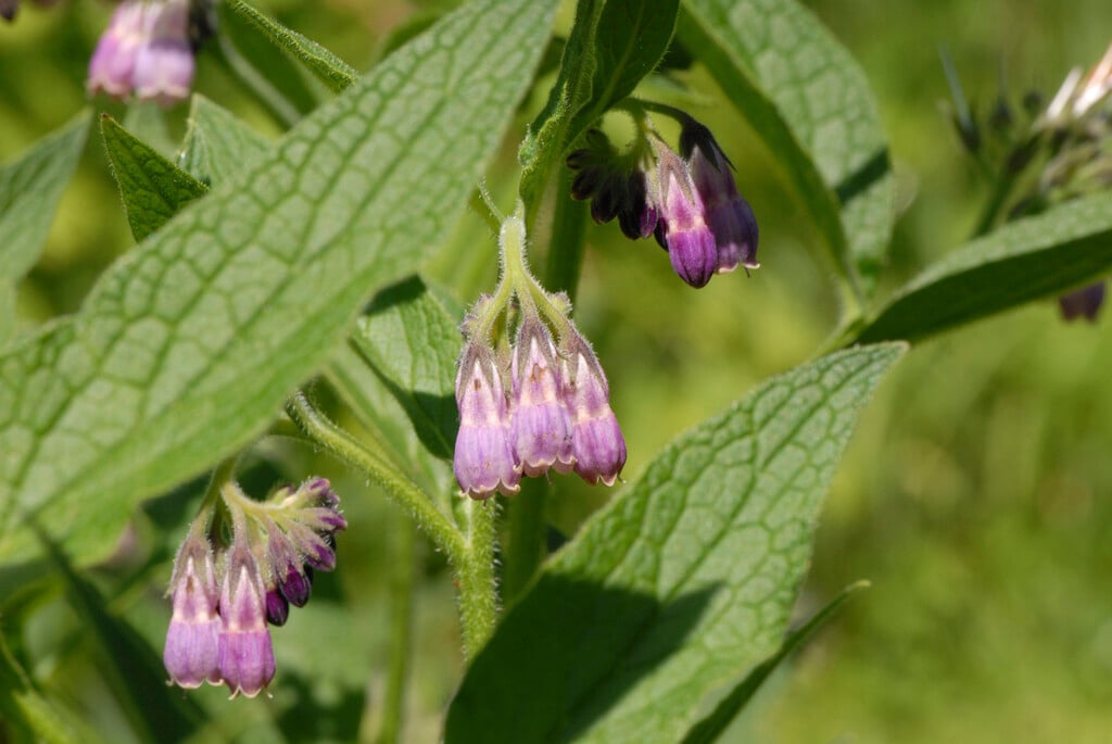Russian comfrey