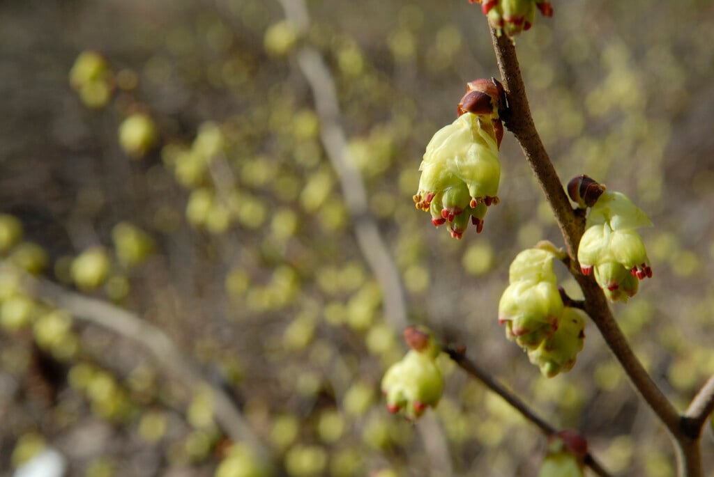 Corylopsis glabrescens var. gotoana &Chollipo& | fragrant winter hazel ...