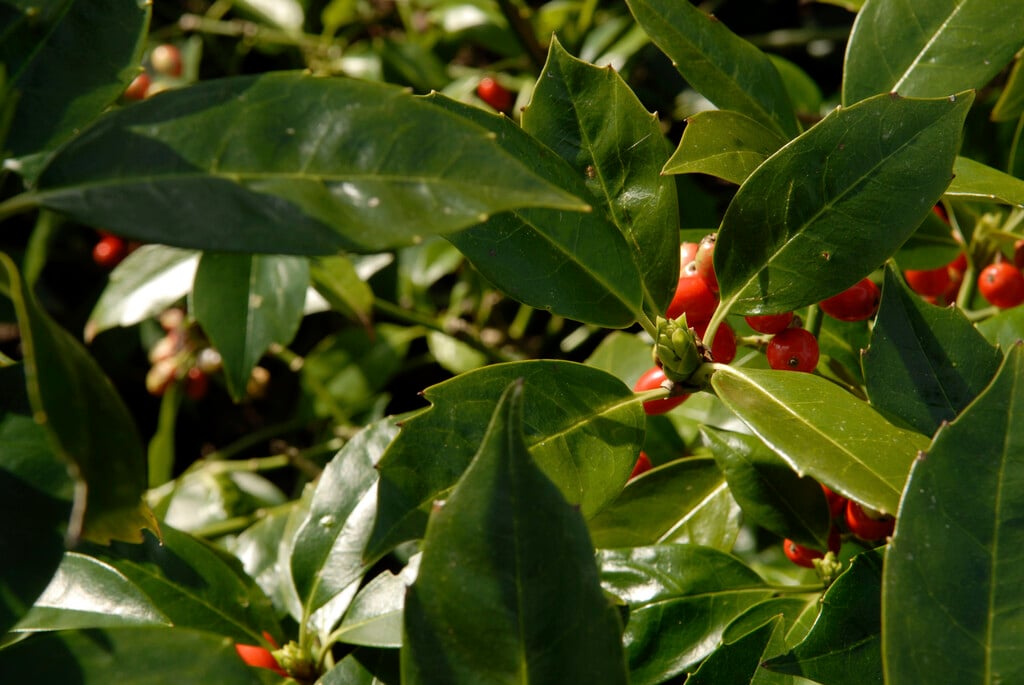 Japanese laurel