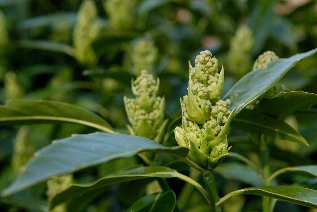 Japanese laurel
