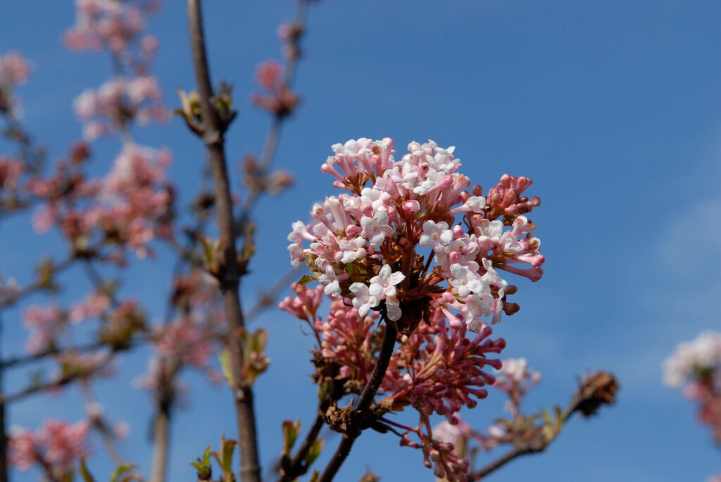 Farrer viburnum 'Farrer's Pink'