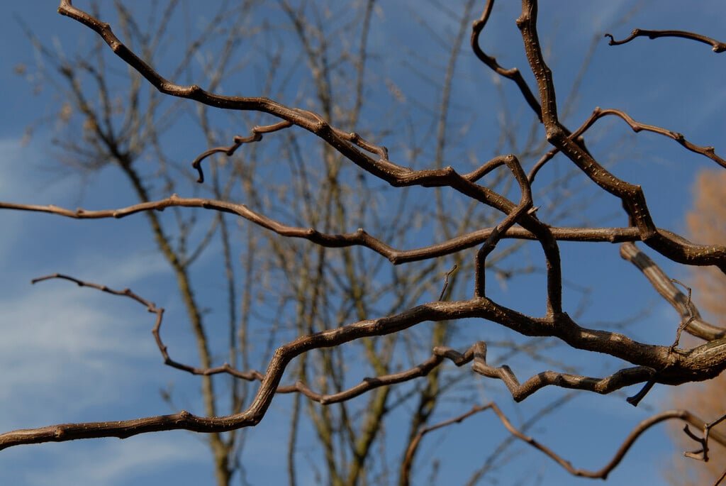 false acacia 'Lace Lady'