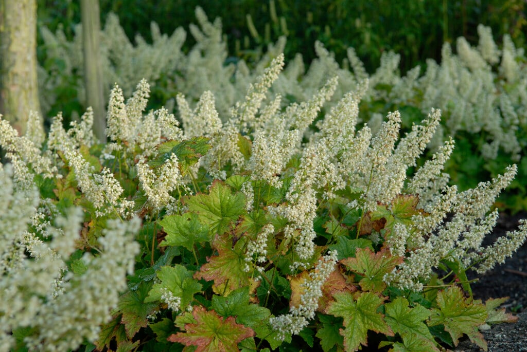 alum root 'Chantilly'