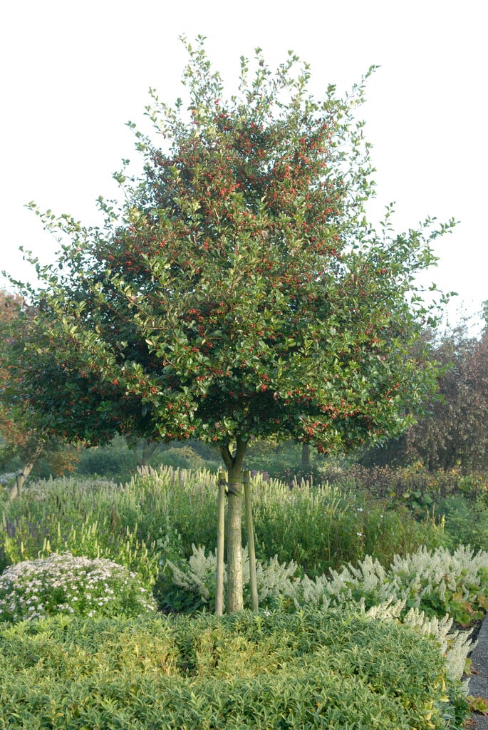 fleshy hawthorn 'Jubilee'