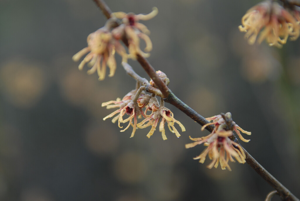 Ozark witch hazel