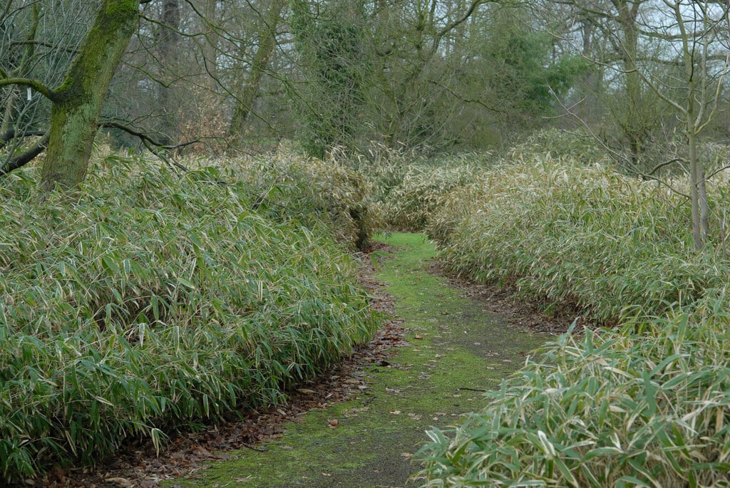 hairy bamboo
